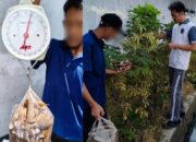 Panen Singkong Jadi Sarana Pembelajaran Etos Kerja Dan Disiplin Bagi WBP Lapas Banjarmasin