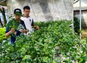 Program Hidroponik Lapas Banjarmasin Ajarkan Keterampilan Berkebun Modern Bagi WBP
