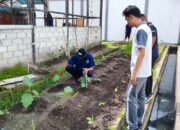 Petugas Giatja Dampingi WBP Lapas Banjarmasin Dalam Perawatan Tanaman Terong