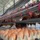 Program Pembinaan Produktif, Lapas Karang Intan Hasilkan Telur Berkualitas Setiap Hari