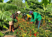 Sinergi Satgas dan Petani Fatuba’a, Panen Cabai Jadi Bukti Kedekatan TNI dengan Rakyat