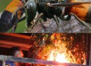 Sengatan Tawon Vespa Memakan Korban di Pemalang 