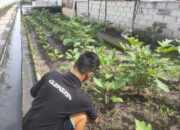 Warga Binaan Lapas Kelas IIA Banjarmasin Antusias Jalani Pembinaan Pertanian Terong