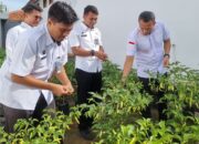 Panen Cabai Rutan Pemalang Bukti Nyata Pembinaan Produktif WBP