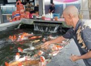 Perawatan Kolam Koi Jadi Sarana Pelatihan Budidaya Ikan Hias Di Lapas Narkotika Karang Intan