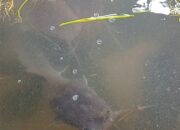 Pembinaan Bernilai Ekonomis, Lapas Narkotika Karang Intan Rutin Laksanakan Budidaya Ikan Lele