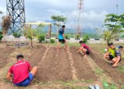 Ketahanan Pangan, Satgas Pamtas RI -RDTL Yonarhanud 2 Kostrad Sulap Lahan Tidur Jadi Sumber Pangan