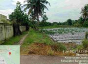 Miris” Lahan di Belakang Kantor BPP Carenang,Petani Dibiarkan Berjuang Sendiri