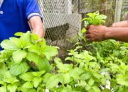 Lapas Narkotika Karang Intan Dorong Kemandirian Warga Binaan melalui Panen Daun Mint