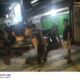 Patroli Presisi Satgas Anti Tawuran Jaga Jakarta Gagalkan Aksi Tawuran di Mangga Besar, 1 Remaja Diamankan