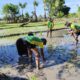 Batas Terjaga, Pangan Tersedia: Satgas Pamtas Yonarhanud 2 Kostrad Perkuat Hanpangan Dengan Tanam Padi