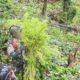 Satgas Swasembada Berhasil Ungkap Ladang Ganja di Pegunungan Bintang, Puluhan Tanaman Siap Panen Diamankan