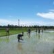 Wujudkan Ketahanan Pangan, Satgas Pamtas Yonarhanud 2 Kostrad Turun ke Sawah Bantu Warga Tanam Padi