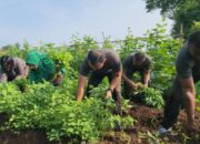 Manfaatkan Lahan Tidur, Komlek Kostrad dan Persit Panen Sayuran Organik