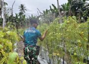 Yonarmed 12 Kostrad Bersinergi dengan Masyarakat Lalebun Wujudkan Pertanian Produktif