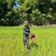 Wujud Nyata TNI Bersama Rakyat, Satgas Pamtas Yonarhanud 2 Kostrad Bantu Warga Pemupukan Sawah