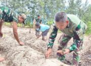 Manfaatkan Lahan Tidur, Satgas TMMD Ke-128 Kodim 1710/Mimika Tanam Jagung Bersama Warga