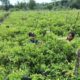 Yonarmed 12 Kostrad Perkuat Ketahanan Pangan dengan Membantu Warga Merawat Kebun Cabai di Perbatasan