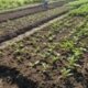 Optimalkan Lahan Kurang Produktif Jadi Sarana Asimilasi Berbasis Agrobisnis