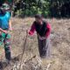 Yonarmed 12 Kostrad Perkuat Ketahanan Pangan, Pos Haslot Tanam Jagung Bersama Warga Perbatasan