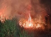Lahan Kering Dekat Pemukiman Warga Terbakar Buat Panik Penghuni