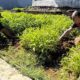 Dukung Ketahanan Pangan, Lapas Narkotika Karang Intan Berhasil Panen 100 Kilogram Kangkung di SAE