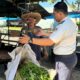 Warga Binaan Lapas Narkotika Karang Intan Berhasil Panen 50 Kg Kangkung di SAE 1