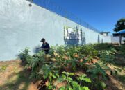 Warga Binaan Lapas Narkotika Karang Intan Aktif Berkebun Terung, Bekal Keterampilan untuk Masa Depan