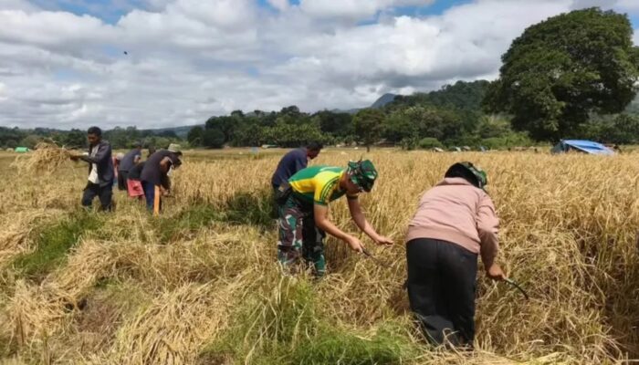 Sokong Ketahanan Pangan, Satgas Pamtas Yonarhanud 2 Kostrad Turun ke Sawah Bantu Warga Inbate Panen Padi