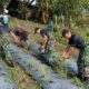 Semangat Ketahanan Pangan, Yonarmed 12 Kostrad Sukseskan Panen Lombok di Perbatasan RI-RDTL