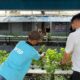 Lapas Narkotika Karang Intan Kembangkan Pertanian Hidroponik, Warga Binaan Panen Daun Mint Berkualitas