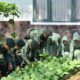 Danyonarmed 1 Kostrad Panen Sawi, Wujud Nyata Ketahanan Pangan Satuan