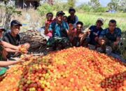 Yonarmed 12 Kostrad Dukung Produktivitas Petani Melalui Panen Tomat Bersama Warga