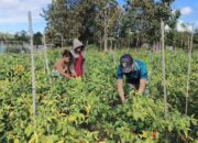 Satgas Yonarmed 12 Kostrad Dukung Ketahanan Pangan dengan Bantu Panen Cabai Warga di Perbatasan