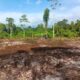 TMMD Ke-129 Tuntaskan Pembukaan Lahan 1 Hektar, Siap Ditanami untuk Perkuat Ketahanan Pangan Kampung Sesor