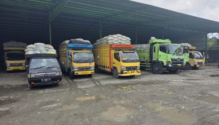 Hujan Turun, Listrik Padam: Petani Nagan Raya Hadapi Kendala Pengeringan Gabah