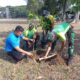 Sambut HUT ke-81 TNI, Denkomlek Divif 2 Kostrad Tanam Pohon Buah