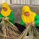PIPAS Cabang Lapas Narkotika Karang Intan Kenalkan Kerajinan Purun Bernilai Budaya dan Guna