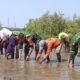 Yonarmed 6/Tamarunang Kostrad Tanam Mangrove, Jaga Ekosistem Pesisir Takalar