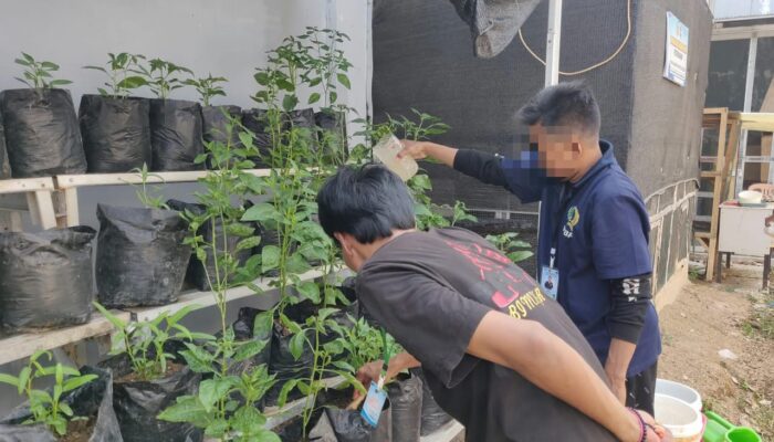 Lapas Narkotika Karang Intan Dorong Keterampilan dan Kemandirian Warga Binaan lewat Budidaya Cabai