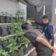 Lapas Narkotika Karang Intan Dorong Keterampilan dan Kemandirian Warga Binaan lewat Budidaya Cabai