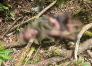 Senjata Api dan Munisi Diamankan dari Kelompok OPM Kodap Sorong Raya dalam Patroli Keamanan Koops TNI Habema di Maybrat