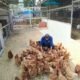 Warga Binaan Lapas Banjarmasin Rutin Rawat Ayam Petelur di SAE 1
