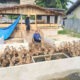 Warga Binaan Lapas Banjarmasin Rutin Rawat Itik di Sarana Asimilasi dan Edukasi