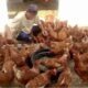 Warga Binaan Lapas Banjarmasin Rawat Sembilan Puluh Ayam Petelur di SAE 1