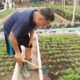 Perawatan Rutin Tanaman Kangkung di SAE 1 Dilakukan untuk Tingkatkan Produktivitas Lapas Banjarmasin