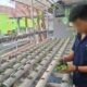 Belajar Budidaya Seledri, WBP Lapas Banjarmasin Dilatih Lebih Mandiri